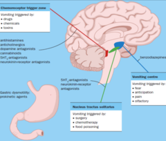 <p>Senses the CSF and relays it to the Nucleus tractus solitarius + Vomiting Center</p>