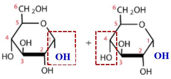 <ul><li><p>name the two monosaccharide subunits </p></li><li><p>disaccharide formation </p></li></ul><p></p>