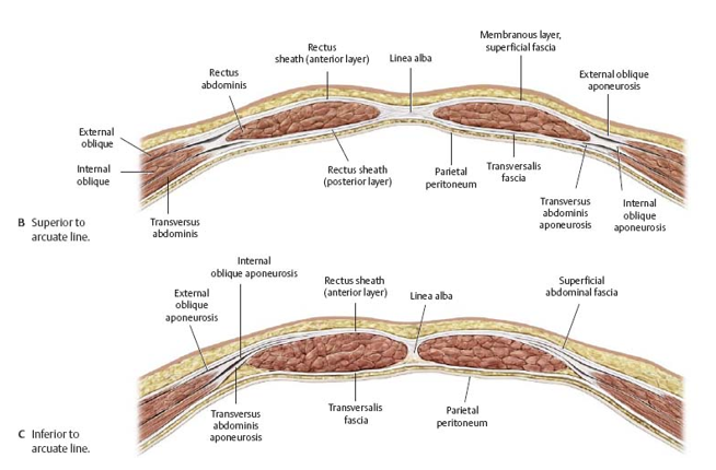 <p>rectus sheath</p>