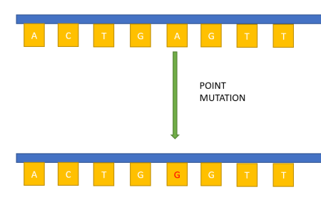<p>Genetic mutations that involve a physical change to one nitrogenous base within a base sequence</p>