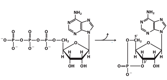 <p>What enzyme catalyzes this reaction? What are the intermediates, if any?</p>