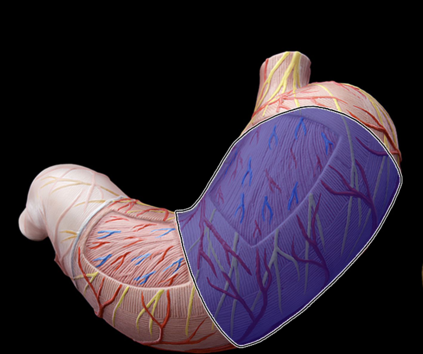 <p>Stomach (body)</p>