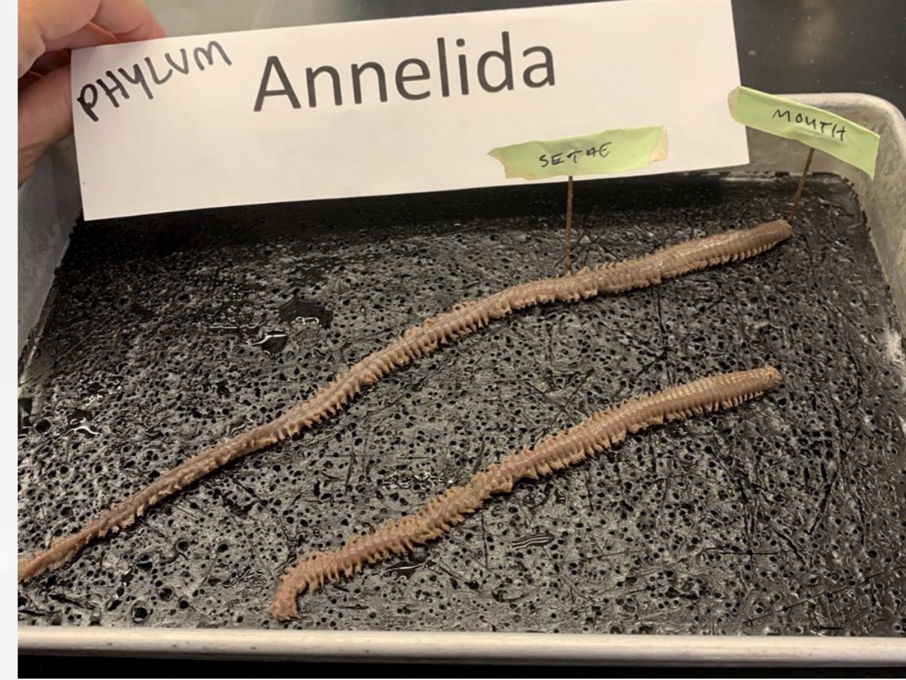 <p>Know what a picture of a clamworm looks like</p>