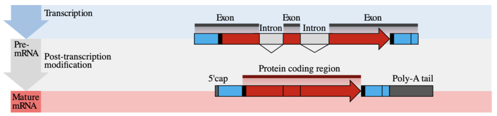 <p>Polyadenylation</p>