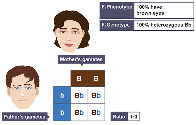 <p>grid used to determine frequency of genotypes in offspring</p>