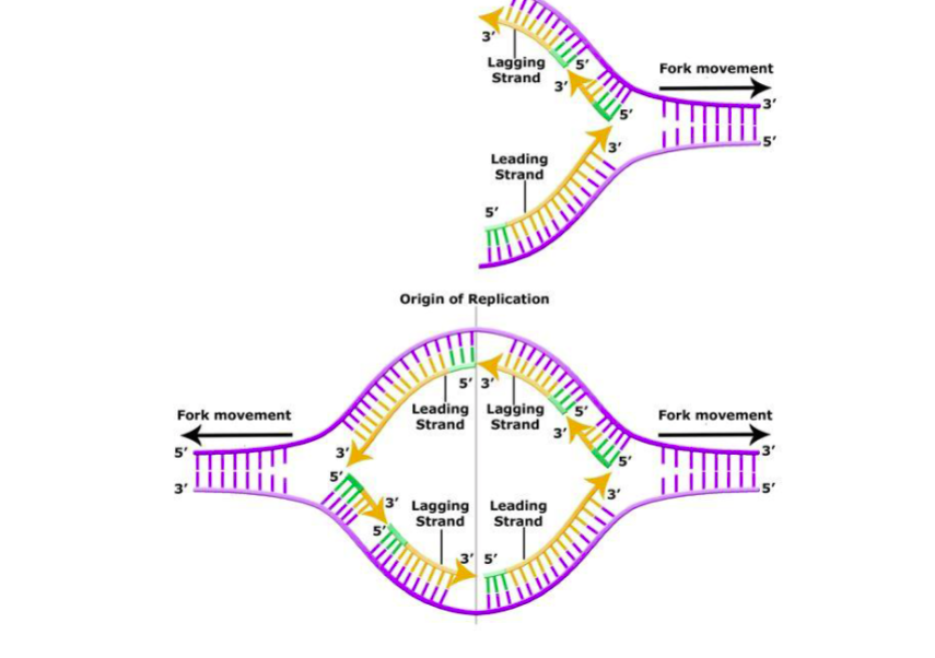 <p><span>The DNA strand synthesized discontinuously away from the replication fork</span></p>