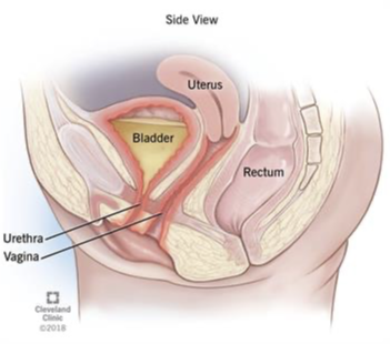 <p>Female Bladder Anatomy</p>