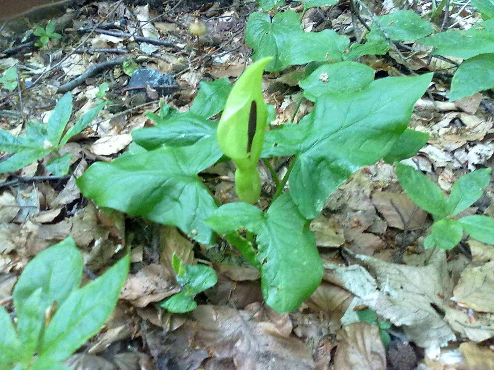 <p>Araceae (Alismatidy)</p><p>áron plamatý - <em>Arum maculatum</em></p>