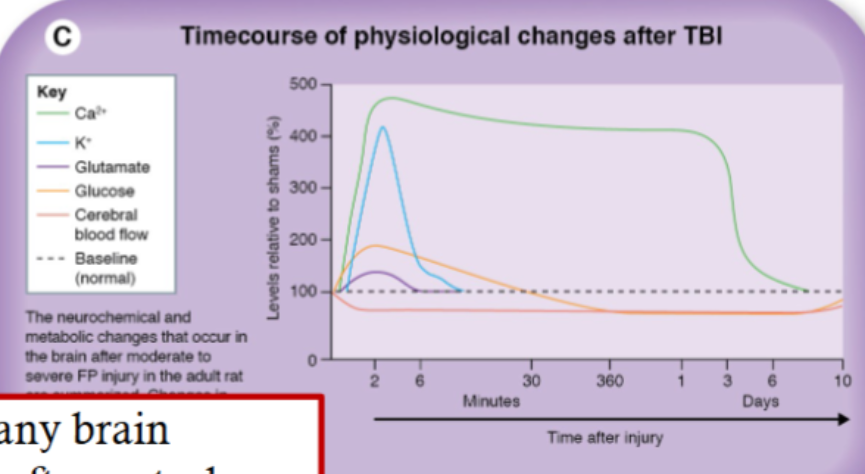 <p>After an traumatic brain injury (TBI), there is a period that the injury seems to spread--this is called the ‘secondary injury cascade’</p><ul><li><p>Whereas the primary injury is physical tissue damage, the secondary injury is biochemical damage</p></li></ul><ul><li><p>This is the result of both vascular disruptions and the neuronal network being knocked out of balance</p></li><li><p>After TBI, important ions (Ca+, K+) and nutrients (glutamate, glucose) are out of balance</p></li></ul><ul><li><p>Combined with altered blood flow causes the metabolic changes of brain cells to become self- destructive</p></li></ul><p>this happens in many brain diseases, including after a stroke </p><p></p>