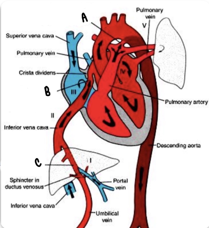 <p>What is the vascular shunt labeled B?</p>