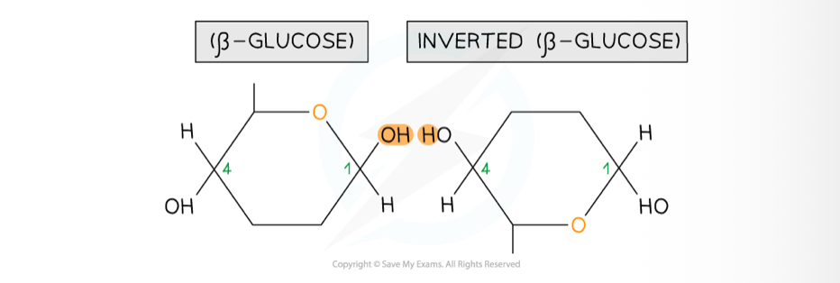 <p>polymer with long chains of beta-glucose</p><p>joined by 1,4 glycosidic bonds</p>