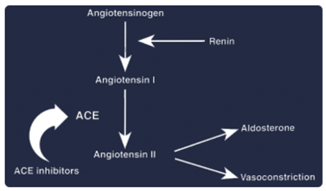 <p><u>Examples:</u></p><ol><li><p>Benazepril</p></li><li><p>Enalapril</p></li><li><p>Ramipril</p></li></ol><p><u>Indication:</u> #1 long-term management of mild CHF (stage C)</p><ul><li><p>NOT for acute CHF (slow onset of action)</p></li><li><p>No benefit during pre-clinical stage</p></li></ul><p><u>MoA:</u> Inhibits function of angiotensin converting enzyme (ACE) which converts ATI → ATII</p><ol><li><p>Vasodilation (ATII = Vasoconstrictor)</p></li><li><p>Moderate diuresis (ATII stimulates aldosterone secretion)</p></li></ol><p><u>Caution:</u> Ensure well-hydrated, normal renal parameters and no emesis</p>
