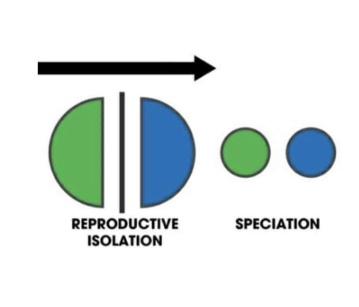<p>What is a condition that prevents isolated populations from mixing again, once the geographic barrier is removed?</p><p>A. Anatomical incompatibility<br>B. Gene flow<br>C. Both</p><p></p>