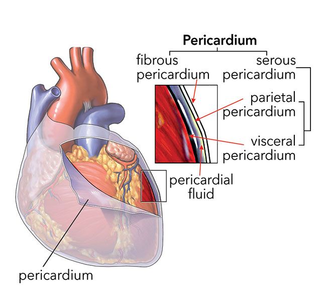 <ul><li><p>Fibrous Pericardium </p></li><li><p>Tough and fibrous </p></li><li><p>Surround the heart but isn’t attached </p></li></ul><ul><li><p>Is anchored by ligaments to the diaphram below and the sternum which is anterior to it </p></li><li><p>Loosely anchored by fibrous connective tissue to the mediastinal tissues posterior to the heart </p></li></ul><p></p>
