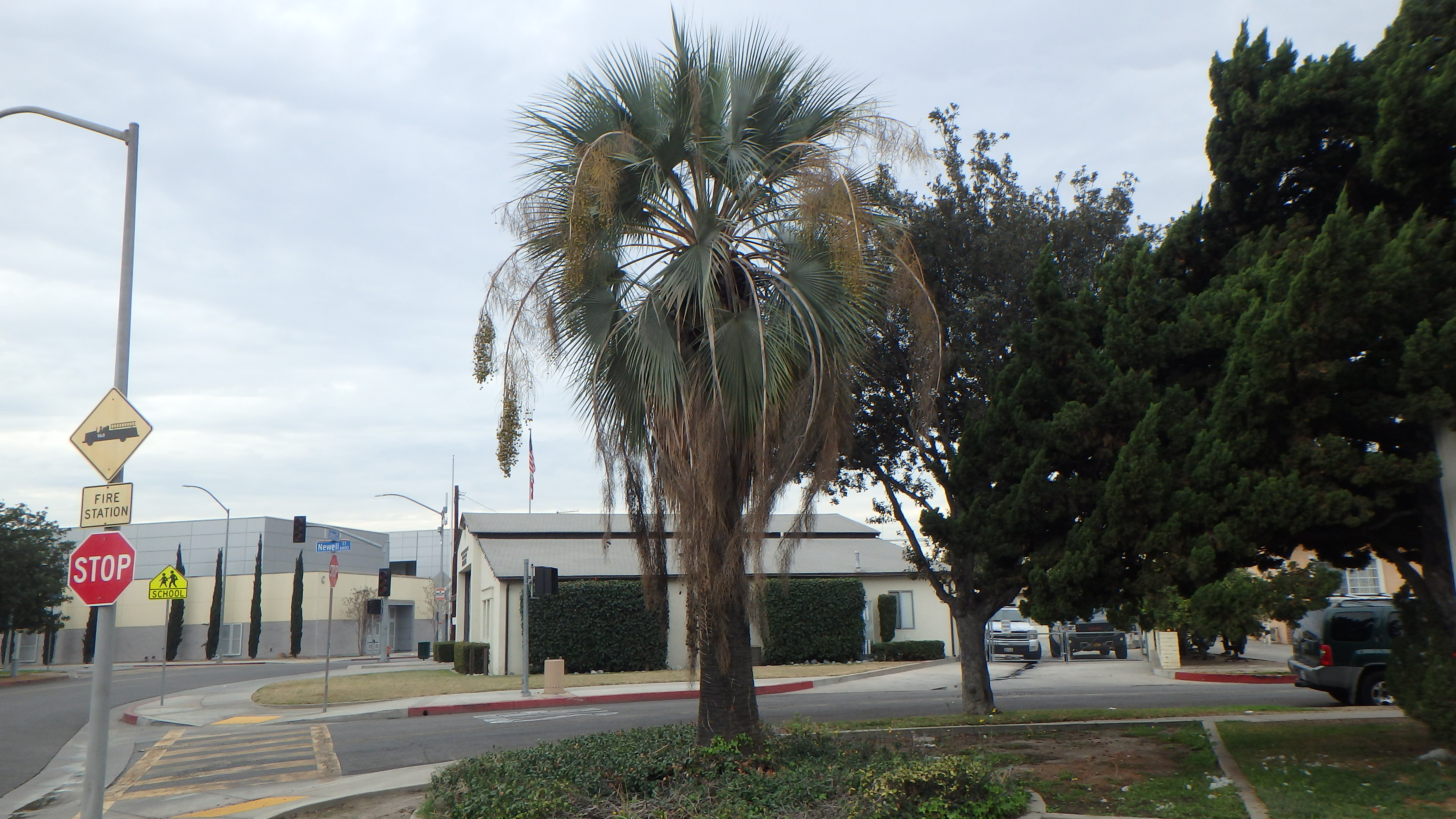 <p>Brahea armata - Mexican Blue Palm</p>