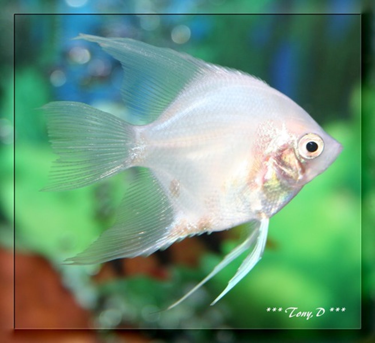 <p>fish (singular)</p>
