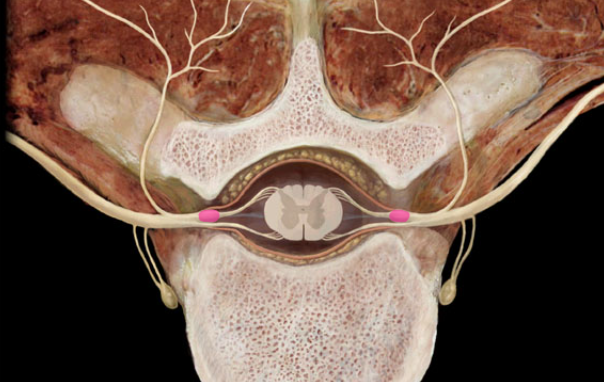 <p>Dorsal root ganglia</p>