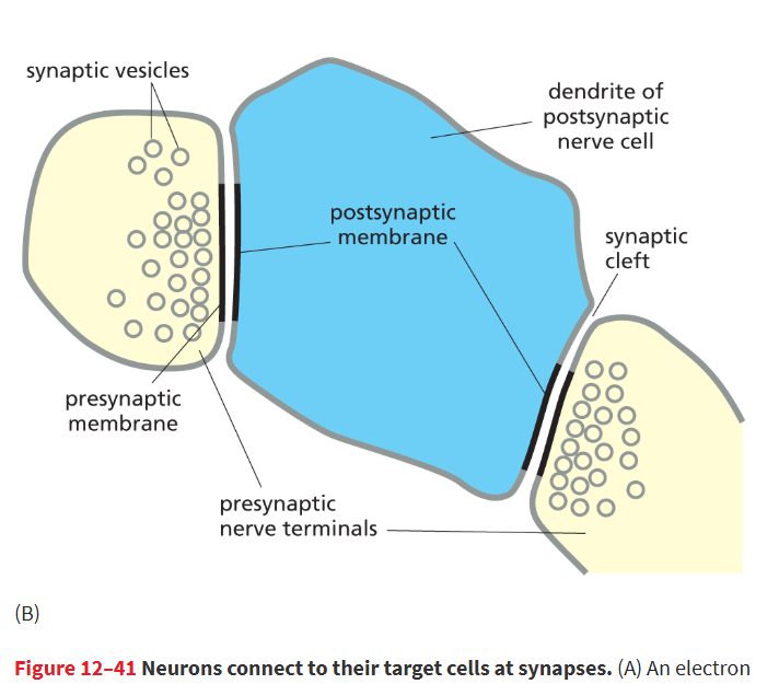 <p>The <strong>sending neuron</strong> that releases neurotransmitters into the synaptic cleft.</p>