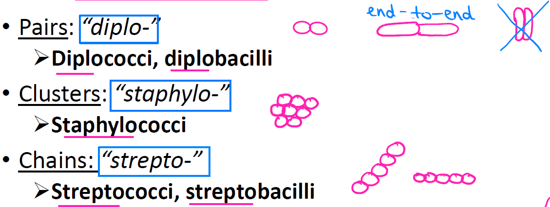 <ul><li><p><strong>Pairs</strong> = "diplo-" → diplococci, diplobacilli</p></li><li><p><strong>Clusters</strong> = "staphylo-" → staphylococci</p></li><li><p><strong>Chains</strong> = "strepto-" → streptococci, streptobacilli</p></li></ul><p></p>