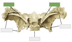 <p>Posterior view: These are</p>