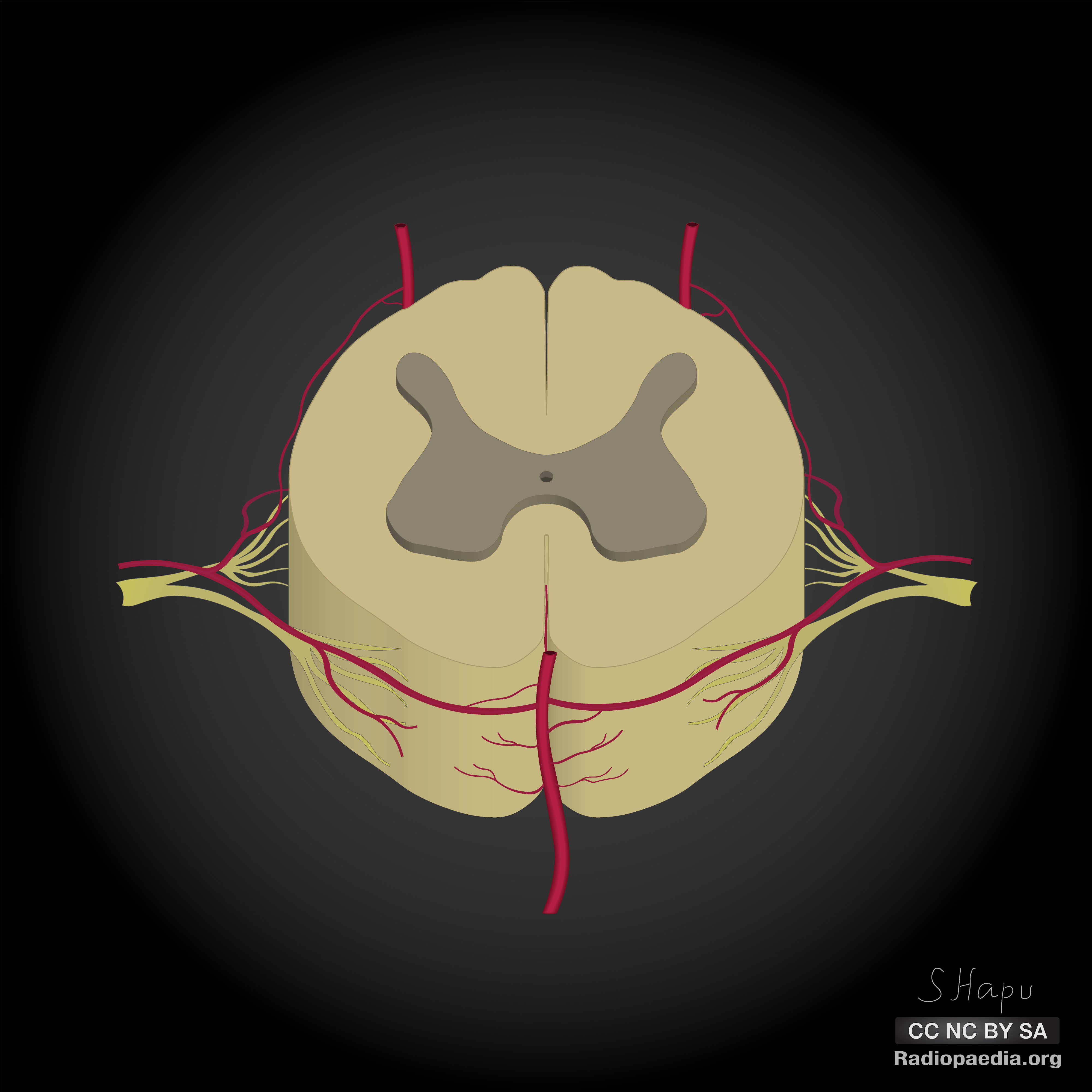 <p>where the gray commissure</p>