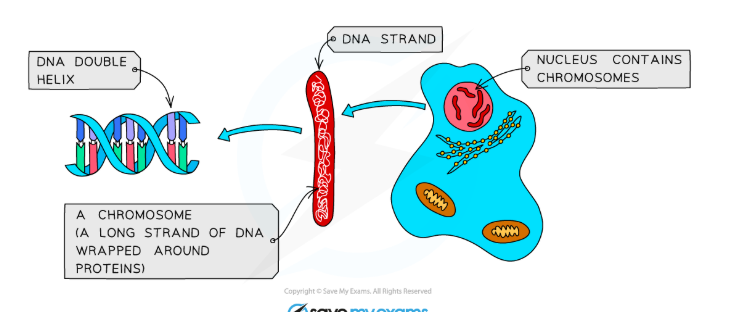 <p>Chromosomes are only visible during cell division</p>