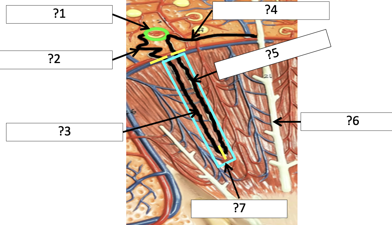<p>5 Name the limb?</p>