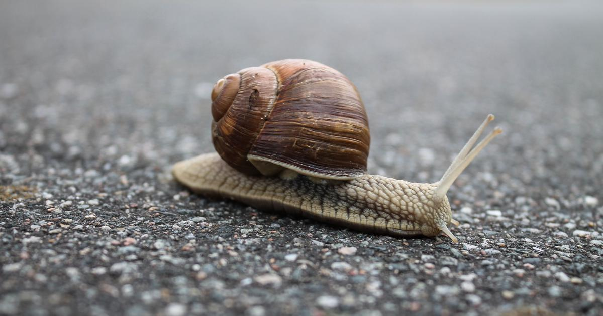 <p>slow</p>