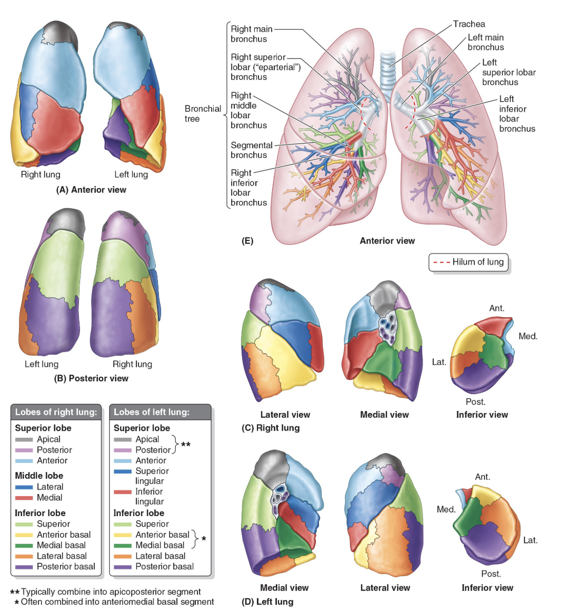 <p><span><span>Each tertiary bronchus supplies a different&nbsp;</span></span><strong>bronchopulmonary segment</strong><span><span> of the lung.&nbsp;You don't need to remember all of these, but it is interesting to see!</span></span></p>