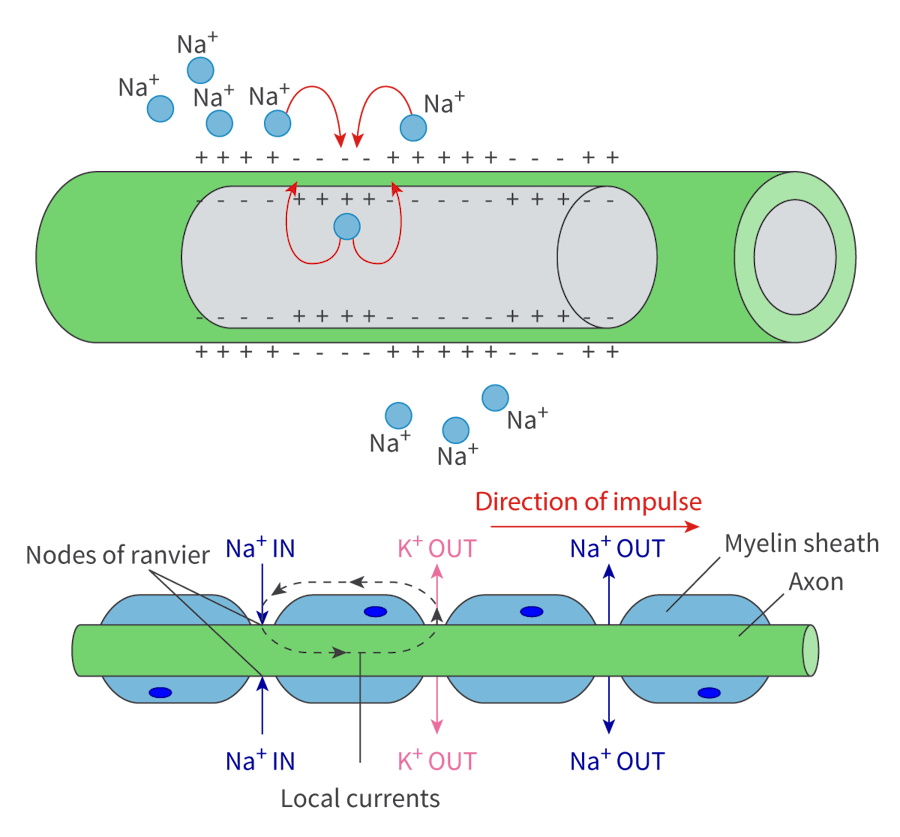 <ul><li><p>sodium-potassium pumps and channels are clustered at nodes of Ravier</p></li><li><p>myelin sheath covering provides electrical resistance to leakage of ions, and prevents depolarisation of the membrane</p></li></ul><p></p>