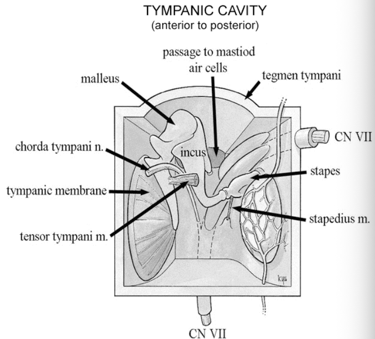 <p>contains opening for tensor tympani muscle, auditory tube, and <u>exit</u> of the chorda tympani nerve </p>