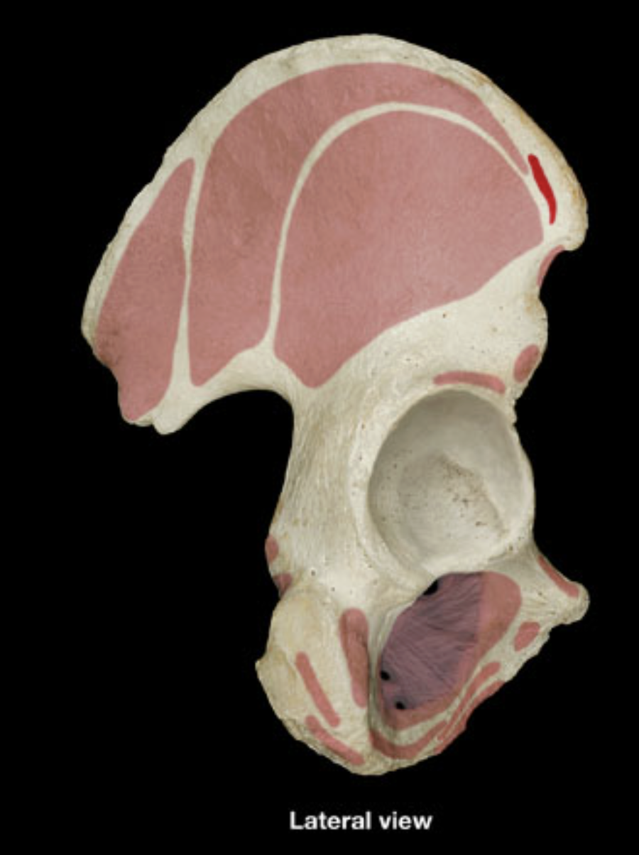 <p>iliac crest </p><p>anterior superior iliac spine</p>