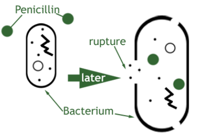 <p>inhibition of cell wall synthesis and destruction of existing cell wall by autolysins</p>