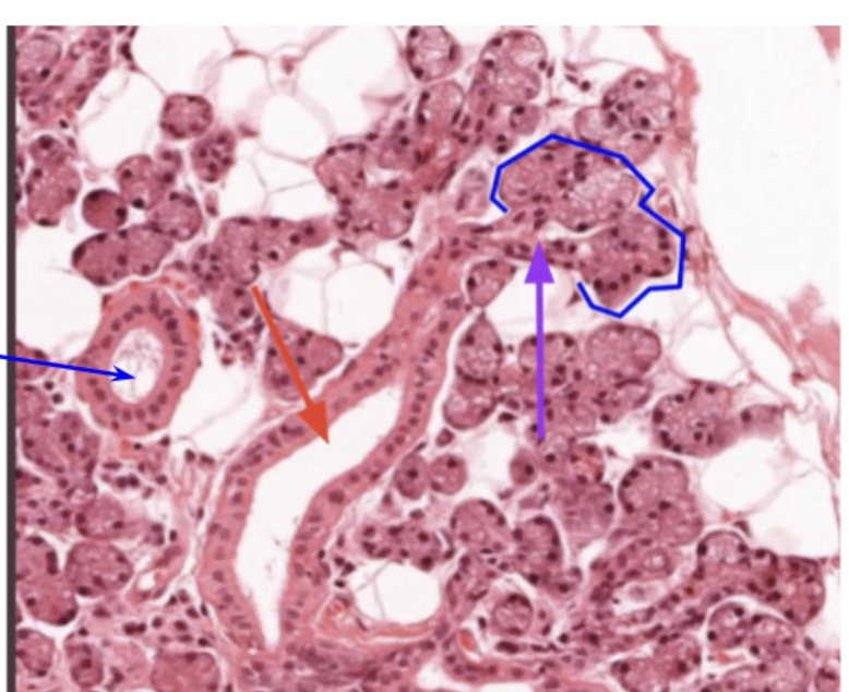 <p>what is purple and what is it lined by </p>