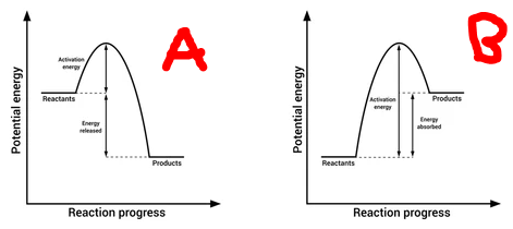<p>Which graph is exothermic and which graph is endothermic?</p>