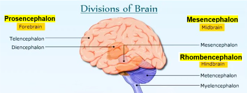 <p>Cerebrum, basal ganglia, limbic system, thalamus, hypothalamus, pineal gland</p>