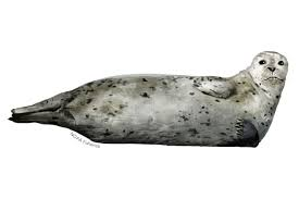 <p>Common Name: Harbor seal</p>