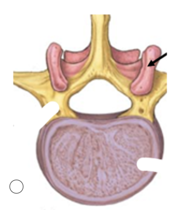 <p>Articular Components</p>