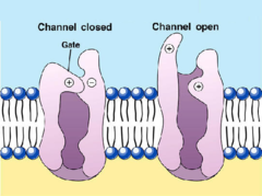 <p>open and close in response to stimuli</p><p>EX: nerve and muscle cells</p>