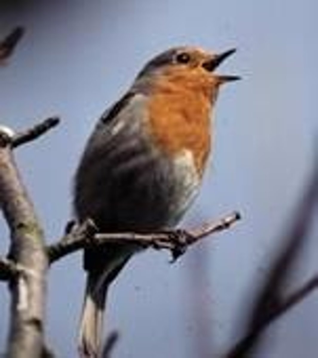 <p>Vocalisations to attract mates and signal fitness. \</p><p>Only the healthiest individuals can maintain loud, sustained calls.</p><p>Example: Male frogs, birds.</p>