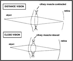 <p>Process by which the eye lens changes shape to focus near or far objects on the retina</p>