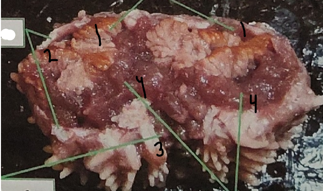 <p>point 2 on this sea star</p>