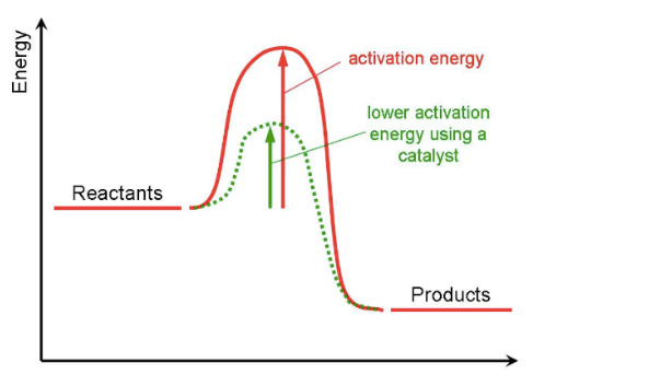<p>A catalyst lowers the peak of the activation energy on the diagram. This means less energy is needed to start the reaction. The start and end energy levels remain the same.</p>