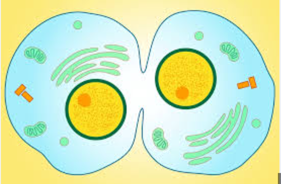 <p>Cytokinesis </p>