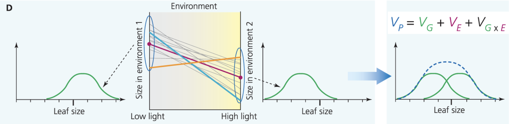 <p>V<sub>P</sub> + V<sub>E</sub> + V<sub>G</sub> + V<sub>G</sub> <sub>x E</sub> (x means interaction). This is a type of genetic variation that will respond to selection.</p>