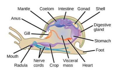 <p>like general mollusk but undergoes torsion → general architecture is flipped 180,</p><p>gills, anus, and mantle cavity on the anterior side, + crop</p>
