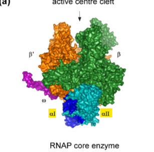 <p>what do the 2 copies of α do as the core enzyme subunit?</p>