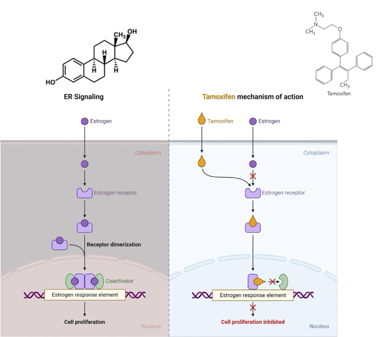 <p>During puberty cells with estrogen binding receptors respond to increase in estrogen</p><p>Ex. Mammary epithelial cells on ductal tree lining</p><p>Estrogen passively diffuses through plasma membrane and binds to estrogen receptor in cytoplasm</p><p><strong>Estrogen</strong> binding induces <strong>estrogen receptor (ER) </strong>dimerization</p><ul><li><p>Receptor is then translocated to the nucleus</p></li><li><p>Binds to genes containing an<strong> estrogen response element (ERE)</strong></p></li><li><p>ER interacts with <strong>coactivator</strong> proteins for the recruitment of transcription machinery</p></li></ul><p>ER effects in combination with other <strong>transcription</strong> <strong>factors</strong> determines the levels expression for each gene in the cell</p><p><strong>Tamoxifen</strong>: Estrogen antagonist competes with estrogen for binding to ER, stops dimerization from occurring</p>