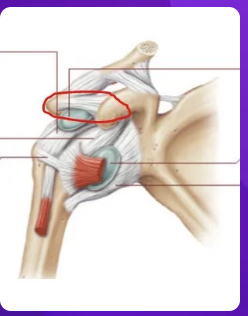 <p>the ___ ligament is circled</p>