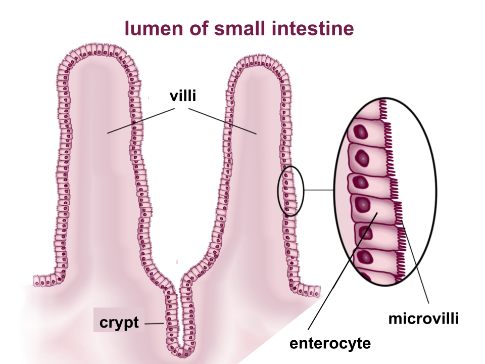 <p>Villi and Microvilli</p>